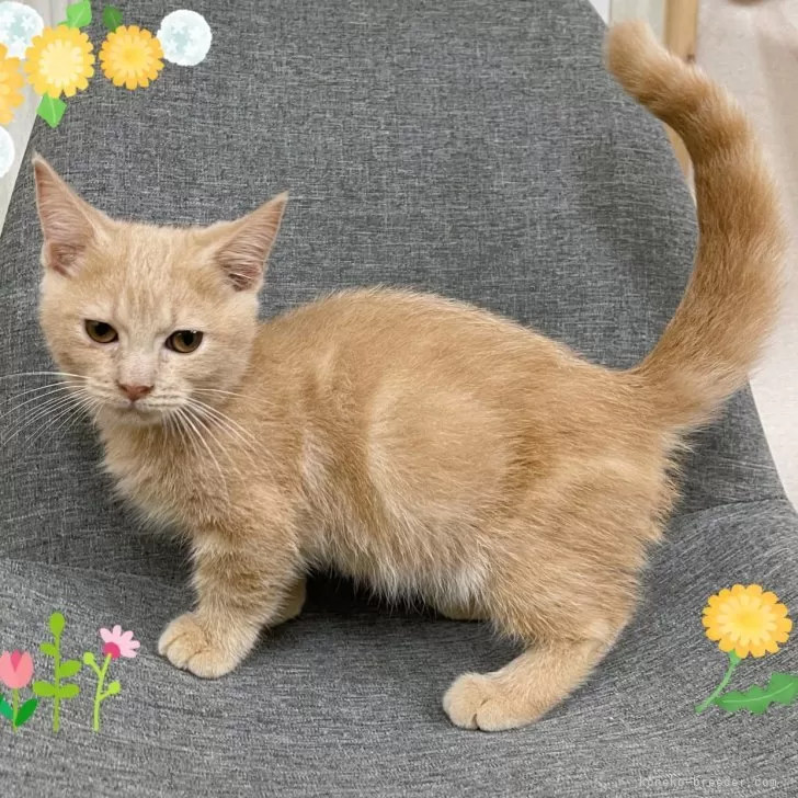 ID:2507-03139の子猫