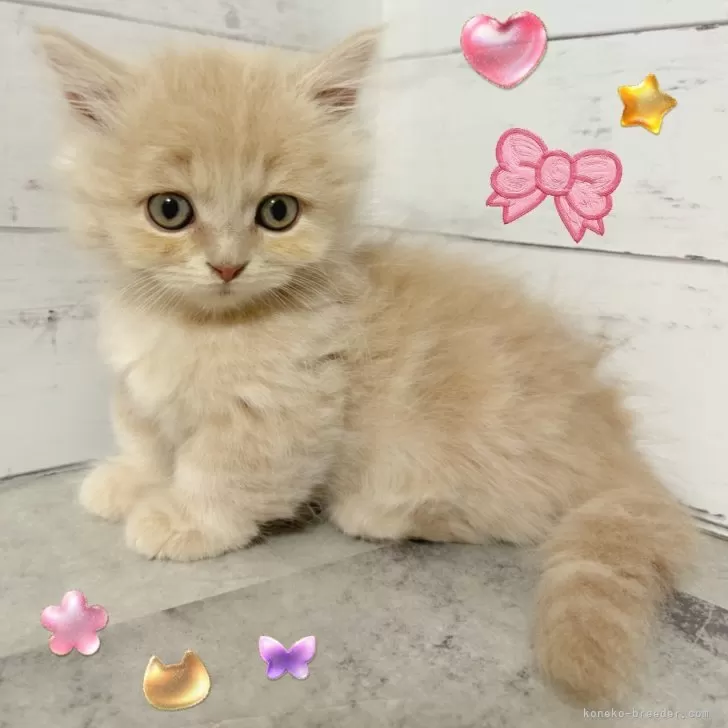 ID：2507-01152の子猫