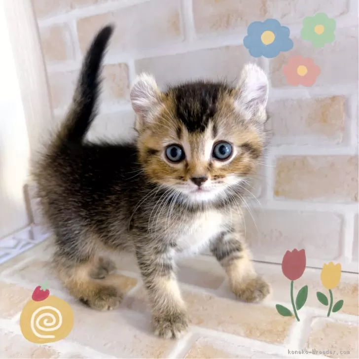 ひとみ 様のお迎えした子猫