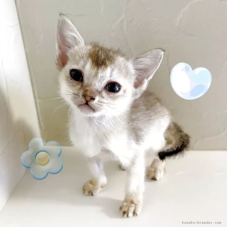 シンガプーラ【東京都・男の子・2025年6月1日・セピアアグーティ】の写真1