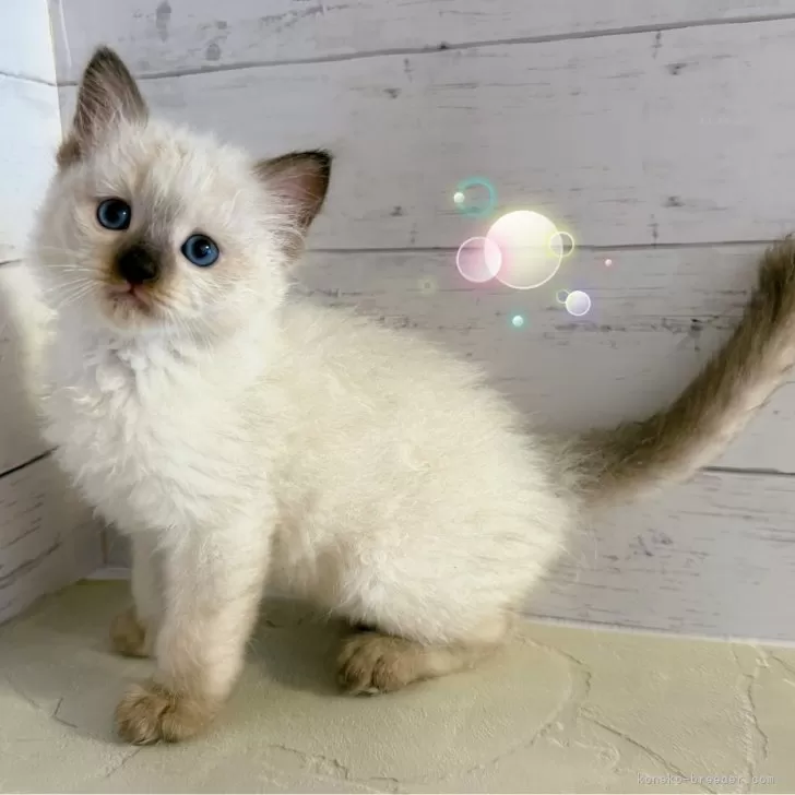 ID：2507-02619の子猫