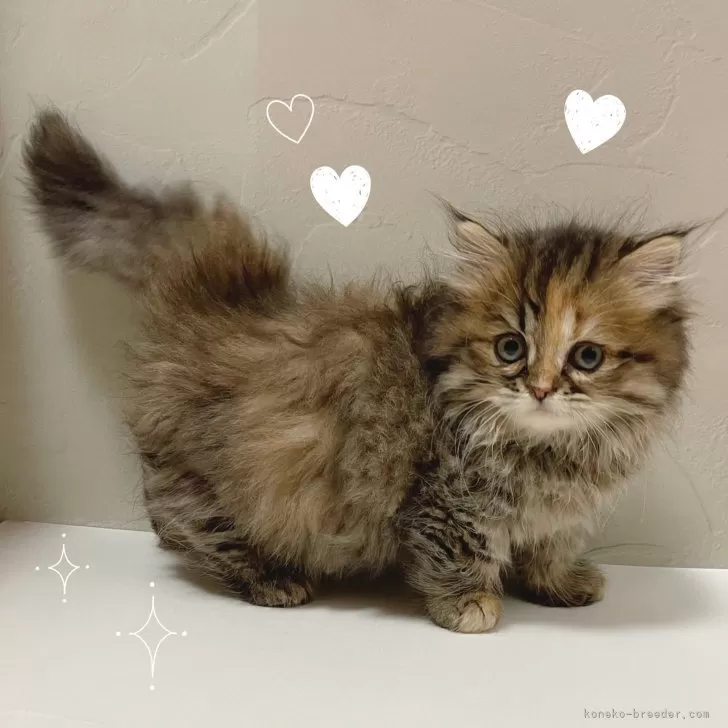 ID：2509-01094の子猫