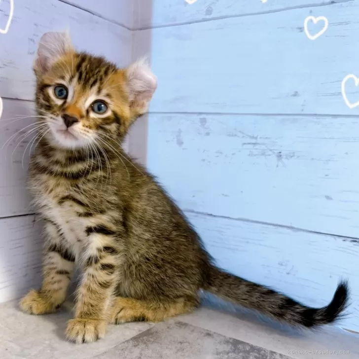 ID：2506-00621の子猫