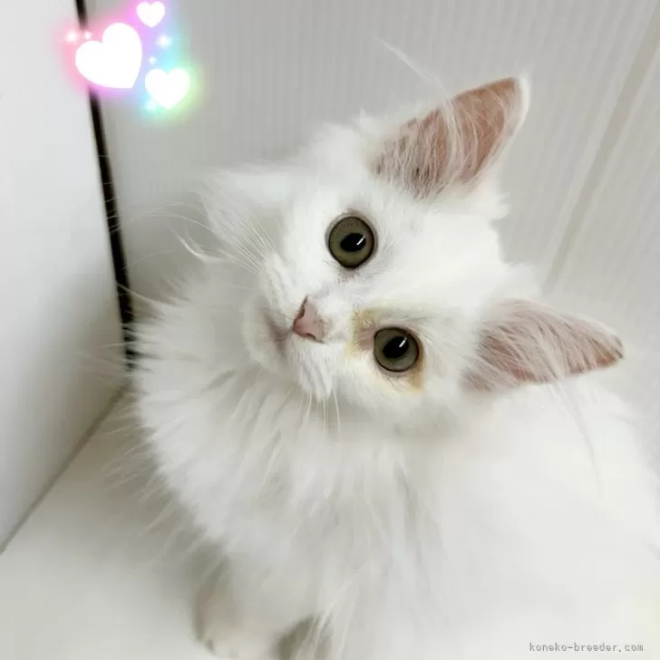 ID:2503-00489の子猫