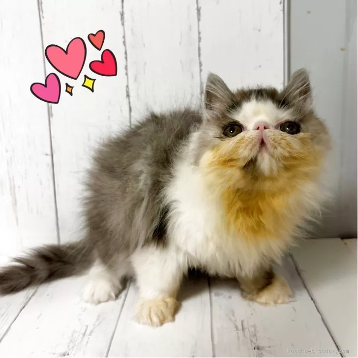 ID:2505-01096の子猫