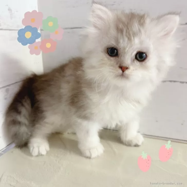 ID：2508-00429の子猫