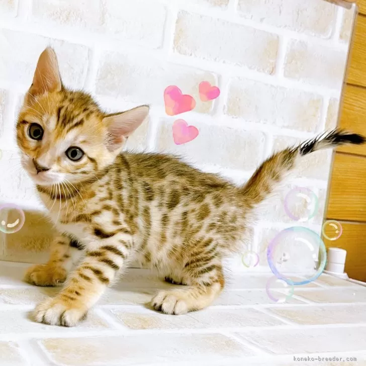 ID：2412-02061の子猫