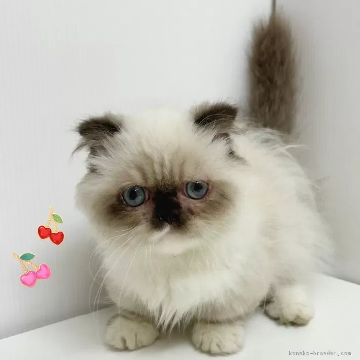 ID：2505-01834の子猫