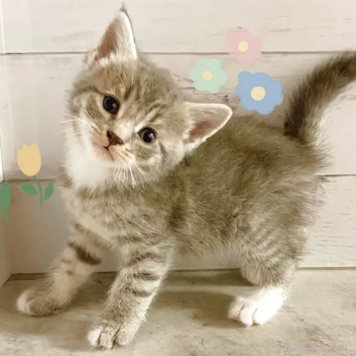 ID：2505-03622の子猫