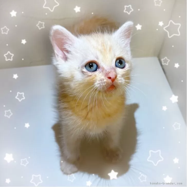 ID：2508-00677の子猫