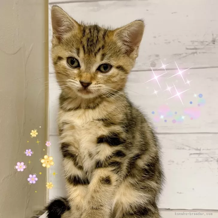 ジェネッタ【東京都・女の子・2025年9月21日・ブラウンタビー】の写真1