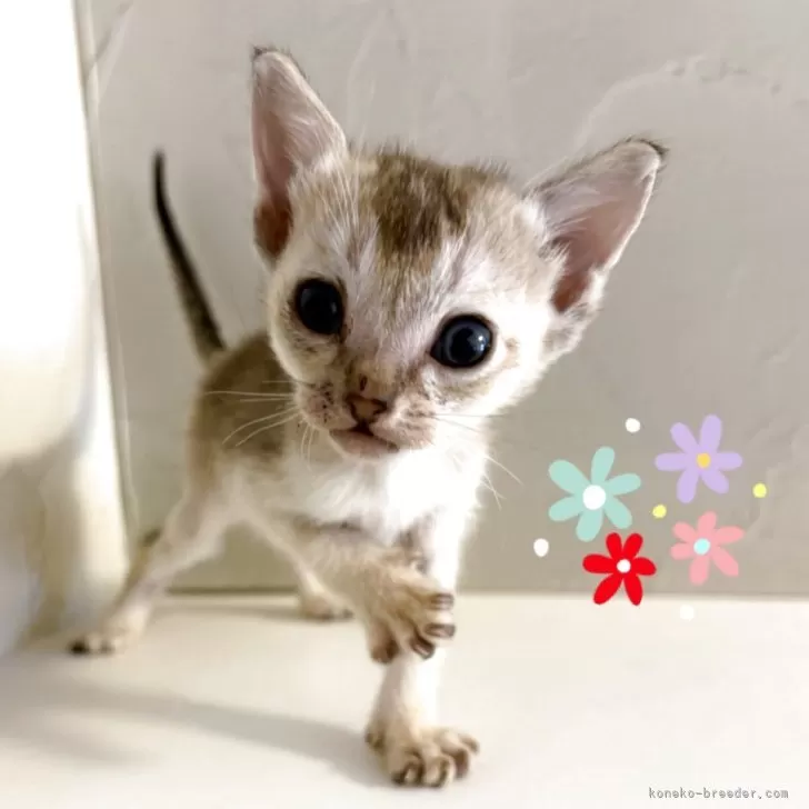 ID：2507-00615の子猫