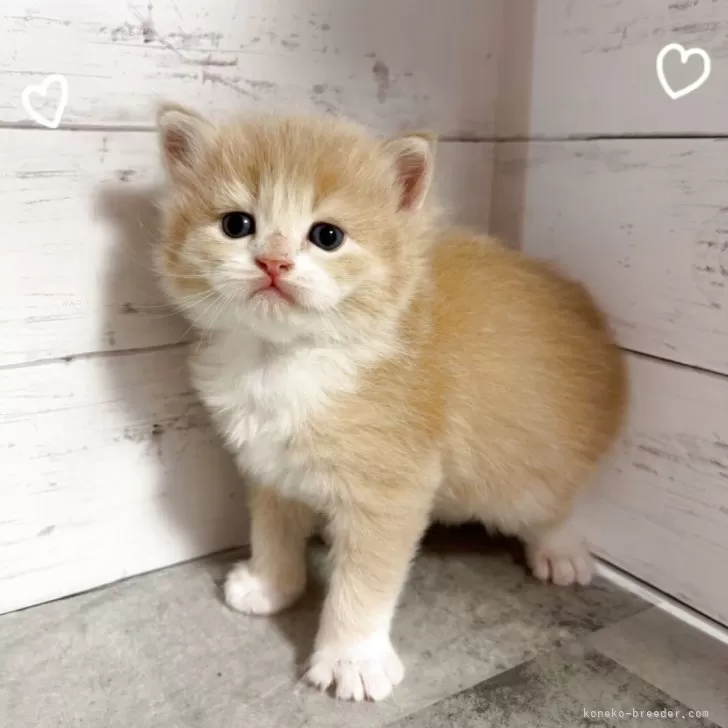 ID：2506-01718の子猫