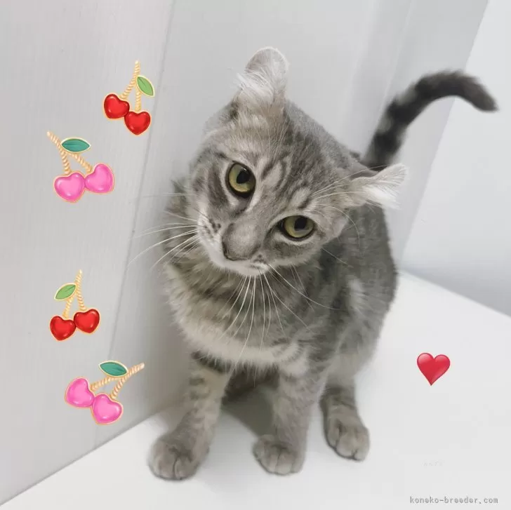 ID：2411-01523の子猫