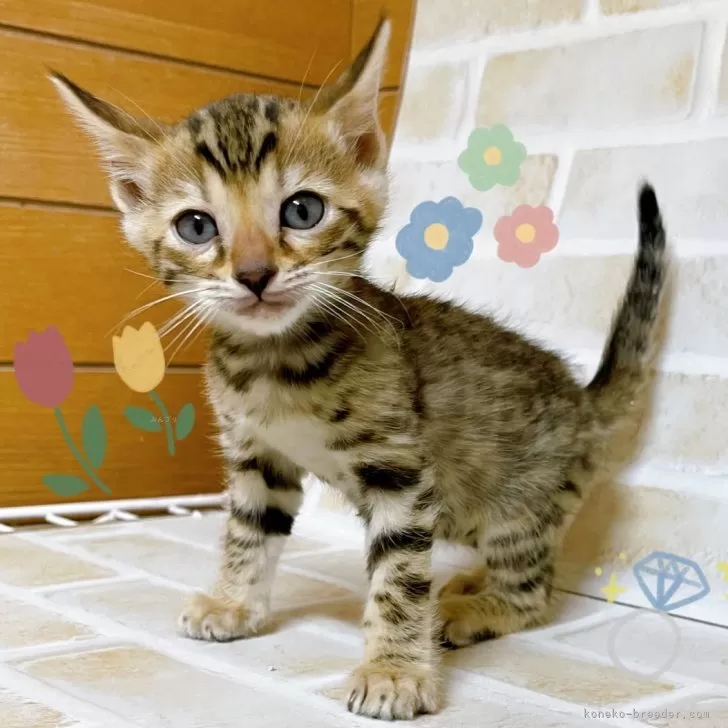 ID:2501-01231の子猫