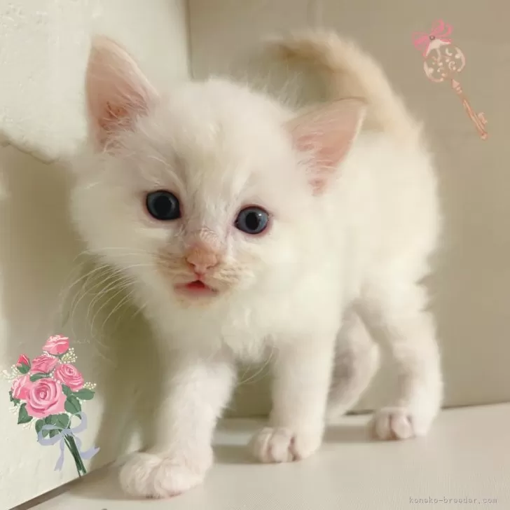 ラグドール【東京都・男の子・2025年8月29日・クリームポイント】の写真1