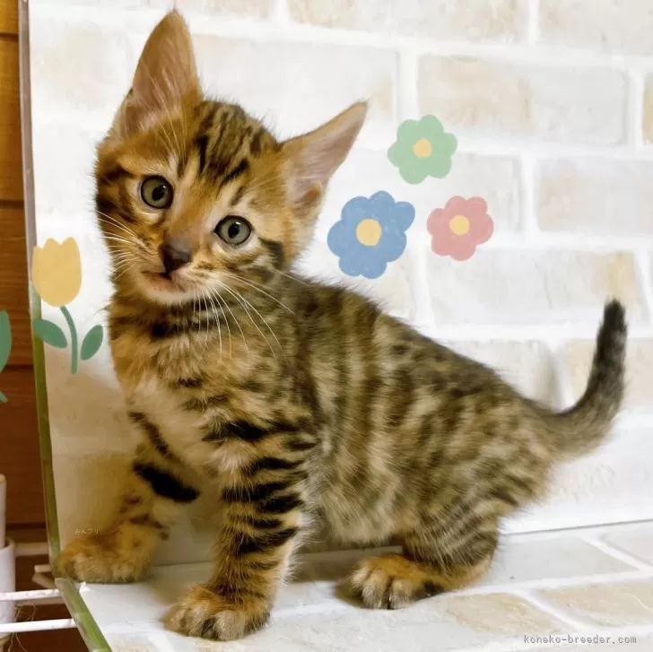ID:2501-01232の子猫