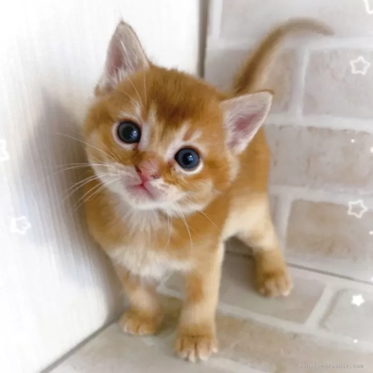 ID:2505-00749の子猫