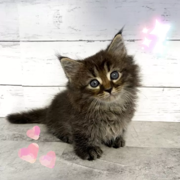ID：2506-00682の子猫