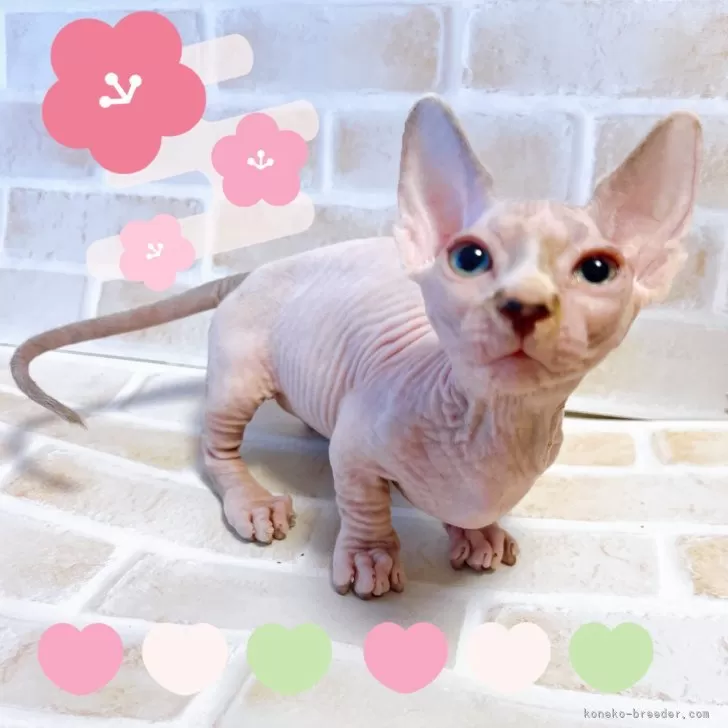 サカサン 様のお迎えした子猫