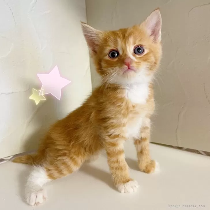 スコティッシュフォールド(立ち耳)【東京都・男の子・2025年8月10日・レッドタビー&amp;ホワイト】の写真1