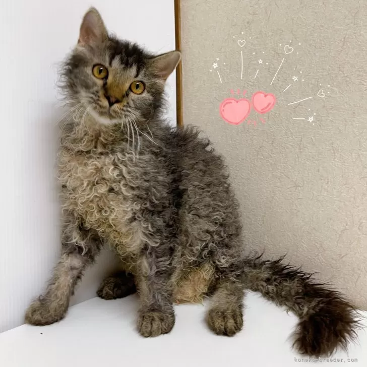 ラパーマ【東京都・男の子・2025年4月16日・ブラウンタビー&amp;ホワイト】の写真1