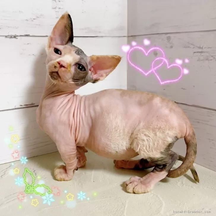 バンビーノ【東京都・女の子・2025年10月4日・ブルー&amp;ホワイト】の写真1