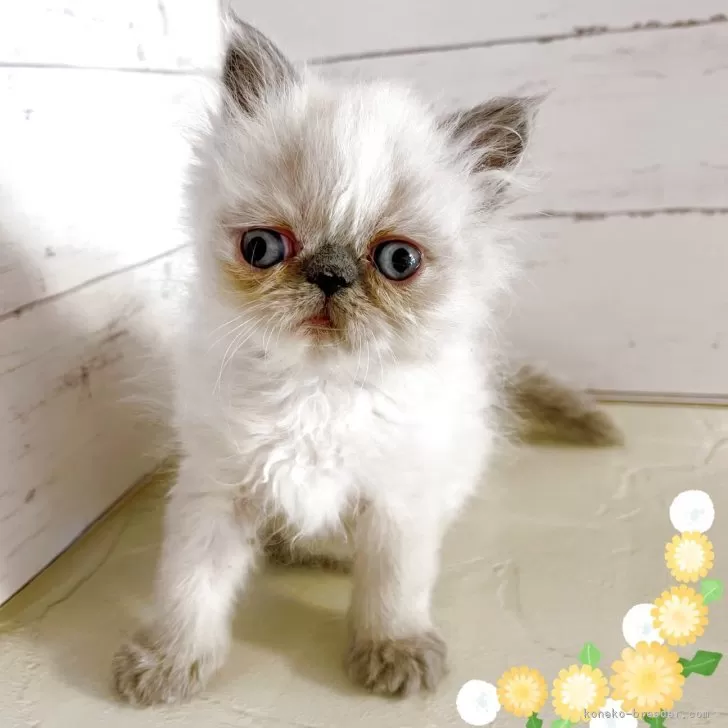 K.A 様のお迎えした子猫