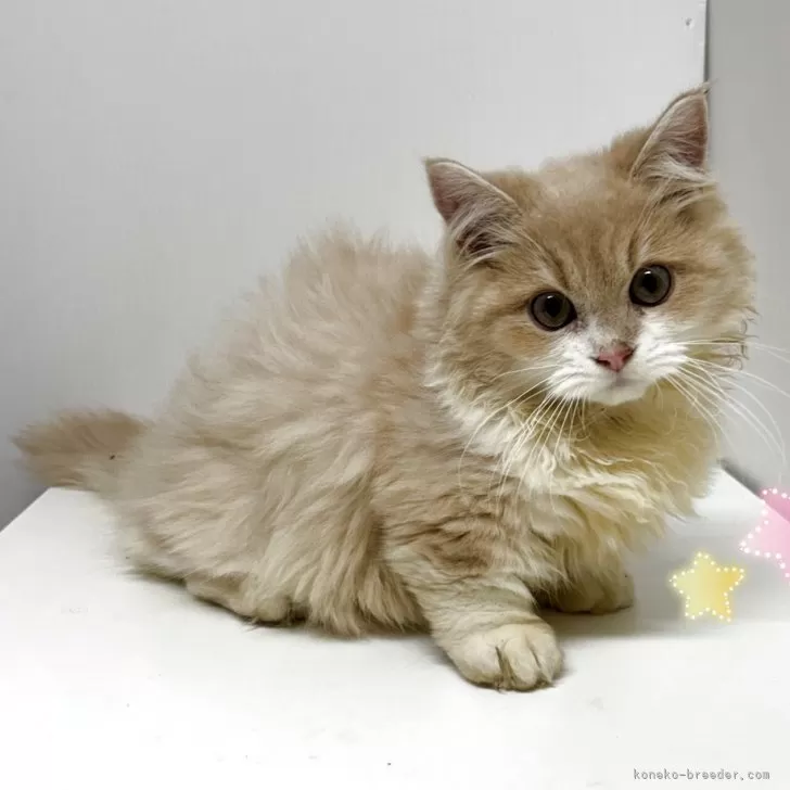 レオ 様のお迎えした子猫