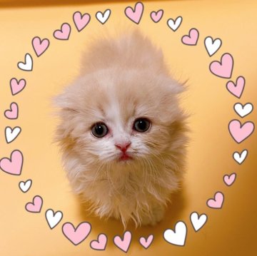 マンチカン(短足)【東京都・女の子・2025年10月23日・クリーム&ホワイト】の写真「♡ 短足耳折れマンチカン　クリーム＆ホワイト♡」