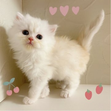 ペルシャ【東京都・女の子・2025年8月22日・クリームタビー】の写真「♡ペルシャ　クリームタビー女の子♡」