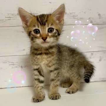 アメリカンカール【東京都・女の子・2025年9月10日・ブラウンマッカレルタビー】の写真「♡立ち耳アメリカカールブラウンマッカレルの女の子♡」