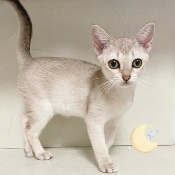 シンガプーラ【東京都・女の子・2025年8月4日・セピアアグーティ】の写真「♡ シンガプーラ　セピアアグーティの女の子♡」