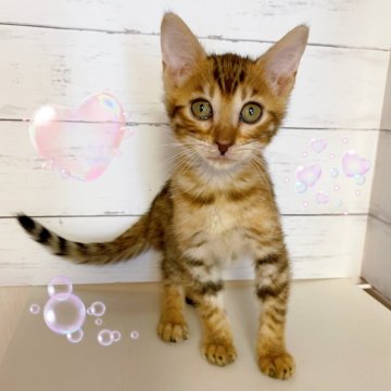 ベンガル【東京都・女の子・2025年8月30日・ブラウンスポテッドタビー】の写真「♡ベンガル　ブラウンスポテッドタビーの女の子♡」