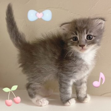 スコティッシュフォールド(折れ耳)【東京都・男の子・2025年9月18日・ブルータビー&ホワイト】の写真「♡折れ耳スコティッシュ　ブルータビーの男の子♡」