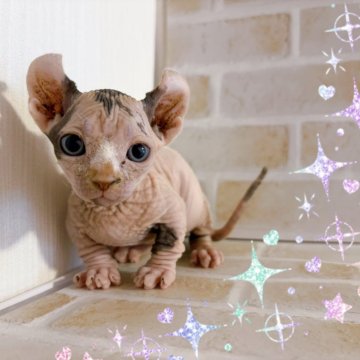 ドウェルフ【東京都・女の子・2025年3月5日・キャリコ】の写真「無毛短足耳カールドゥエルフ　ブルー＆ホワイト女の子」