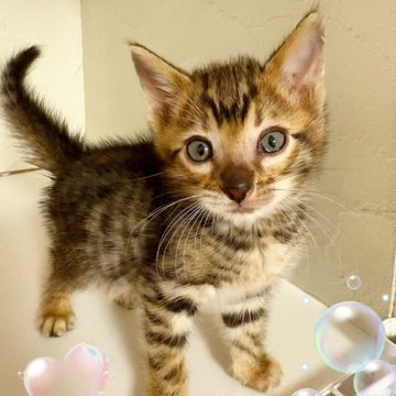 ベンガル【東京都・男の子・2025年8月30日・ブラウンスポテッドタビー】の写真「♡ベンガル　ブラウンスポテッドタビーの男の子♡」