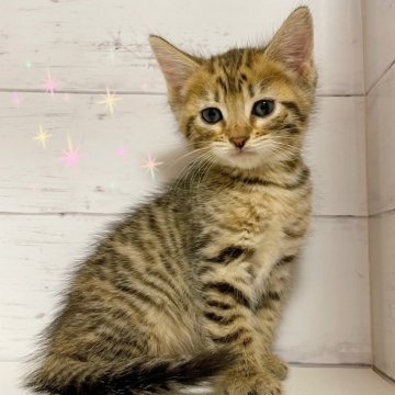 アメリカンカール【東京都・女の子・2025年9月10日・ブラウンマッカレルタビー】の写真「♡立ち耳アメリカカールブラウンマッカレルの女の子♡」