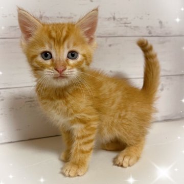 アメリカンカール【東京都・男の子・2025年9月10日・レッドタビー】の写真「♡アメリカンカール　レッドタビー男の子♡」