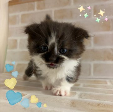 マンチカン(短足)【東京都・男の子・2025年3月3日・ブラック&ホワイト（長毛）】の写真「♡短足長毛マンチカン　ブラック＆ホワイトの男の子♡」