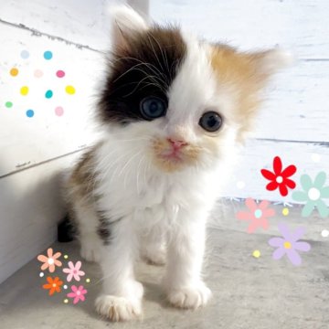 サイベリアン【東京都・女の子・2025年3月31日・キャリコ】の写真「♡サイベリアン　キャリコの女の子♡」