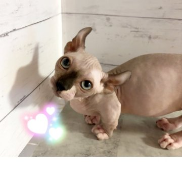 ドウェルフ【東京都・男の子・2025年3月5日・クリーム】の写真「無毛短足耳カール　ドゥエルフ　クリームの男の子♡」