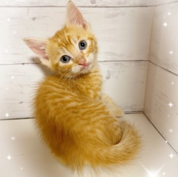 アメリカンカール【東京都・男の子・2025年9月10日・レッドタビー】の写真「♡アメリカンカール　レッドタビー男の子♡」