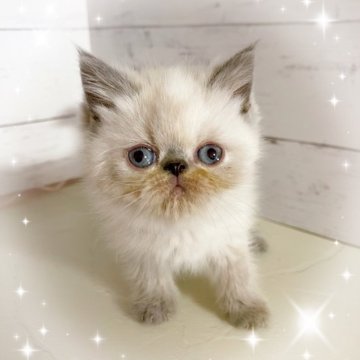 エキゾチックショートヘア【東京都・女の子・2025年9月22日・シールポイント】の写真「♡ エキゾチック　シールポイントの女の子♡」