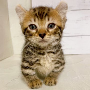 キンカロー【東京都・女の子・2025年9月16日・ブラウンスポテッドタビー】の写真「♡短足キンカロー　ブラウンスポテッドタビーの女の子」