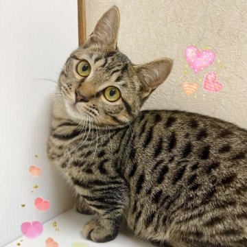 ジェネッタ【東京都・女の子・2025年6月29日・ブラウンスポテッドタビー】の写真「♡短足ジェネッタ　ブラウンスポテッドタビー♡」