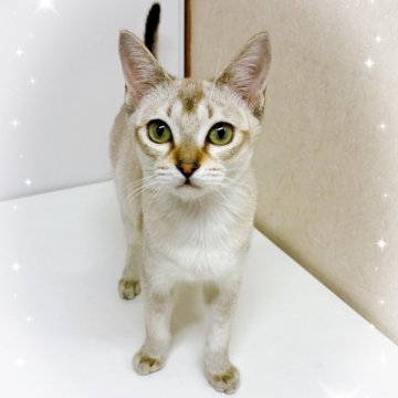 シンガプーラ【東京都・女の子・2025年7月20日・セピアアグーティ】の写真「♡ シンガプーラ　セピアアグーティの女の子♡」