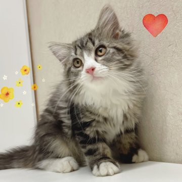 サイベリアン【東京都・女の子・2025年9月28日・ブラウンタビー&ホワイト】の写真「♡ サイベリアン　ブラウンタビーホワイトの女の子♡」