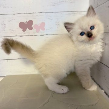 ラグドール【東京都・女の子・2025年6月10日・シールポイントミテッド】の写真「♡ラグドール　シールポイントバイカラーの女の子♡♡」