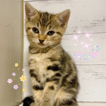 ジェネッタ【東京都・女の子・2025年9月21日・ブラウンタビー】の写真「♡足長ジェネッタ　ブラウンタビーの女の子♡」